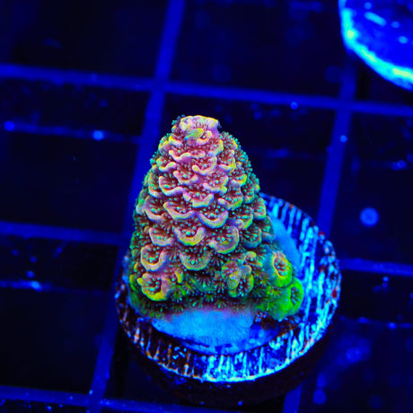 TSA Sunset Mirage Spathulata Acropora Coral