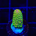 TSA Sunset Mirage Spathulata Acropora Coral