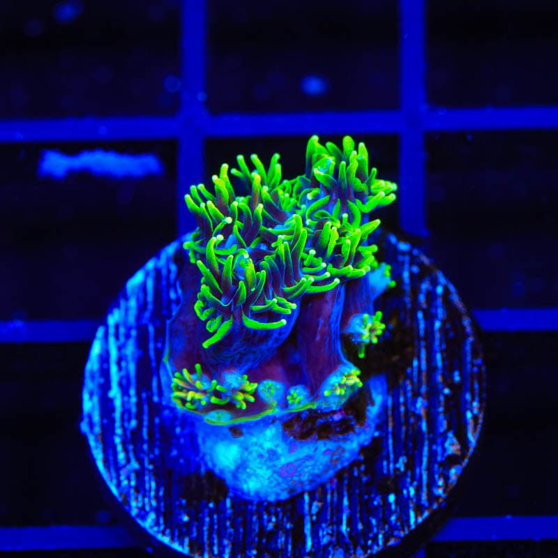 TSA Super Sonic Galaxea Coral