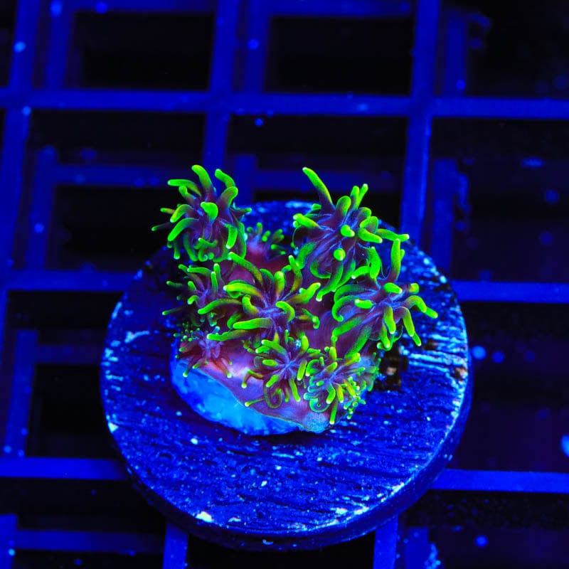 TSA Super Sonic Galaxea Coral