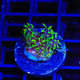 TSA Super Sonic Galaxea Coral