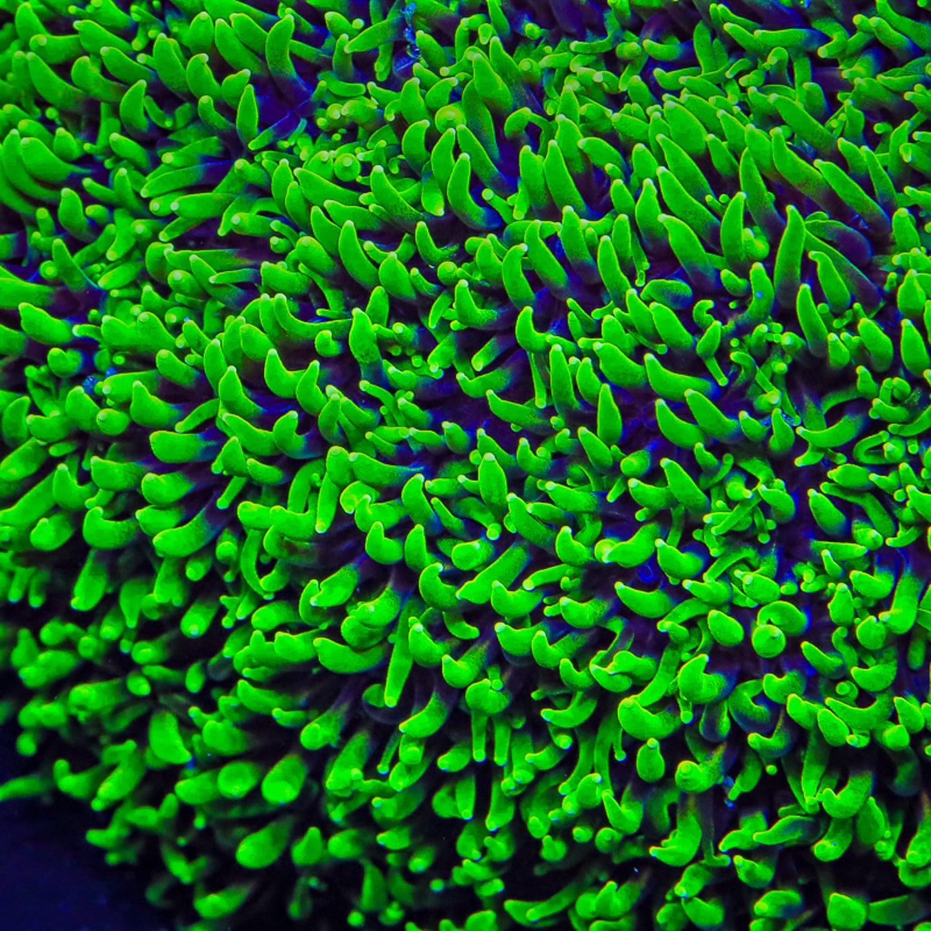 TSA Super Sonic Galaxea Coral – Top Shelf Aquatics