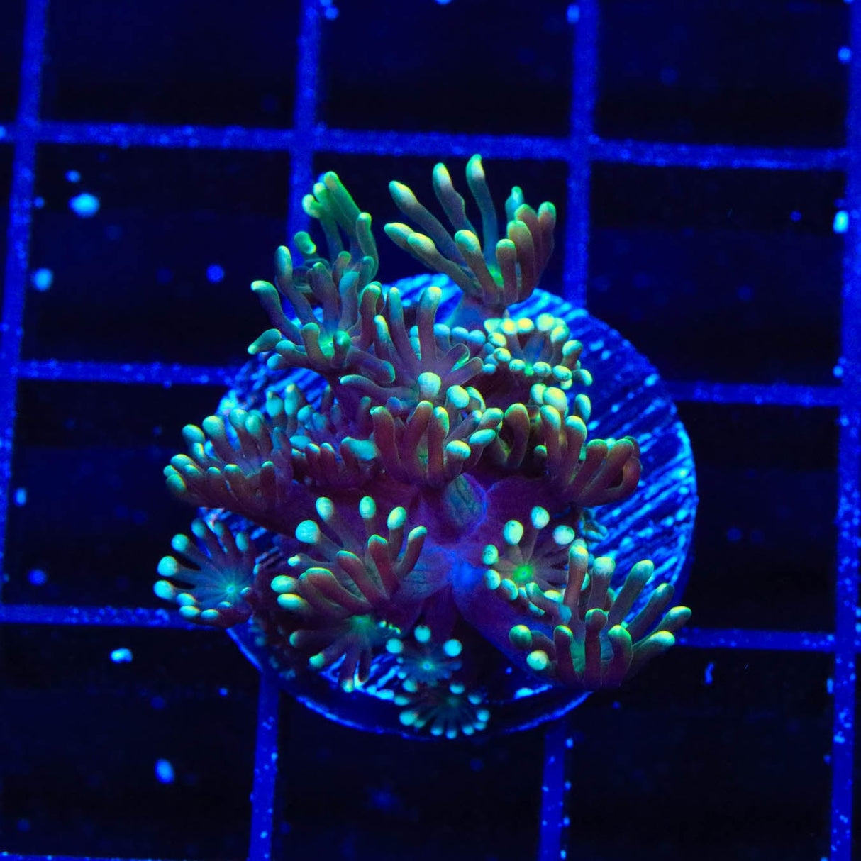 TSA Super Storm Alveopora Coral