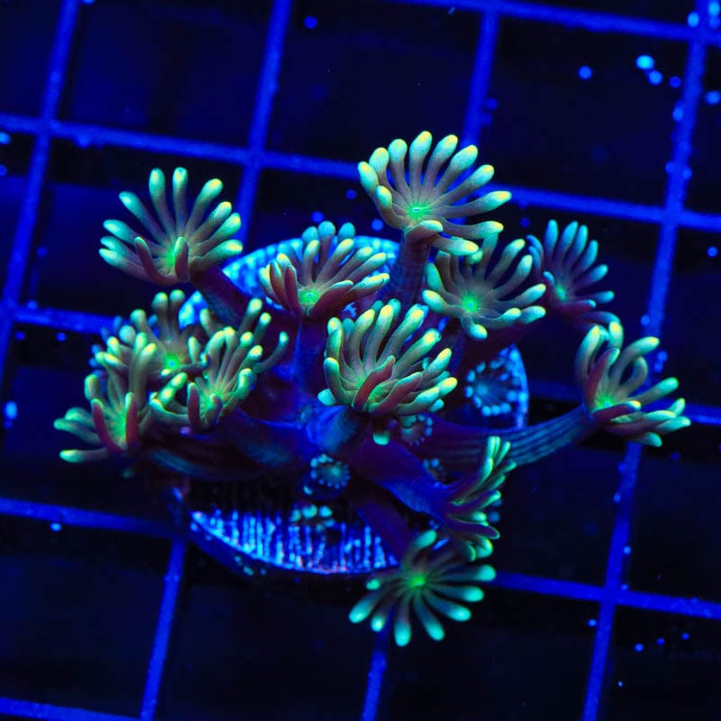 TSA Super Storm Alveopora Coral