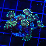 TSA Super Storm Alveopora Coral