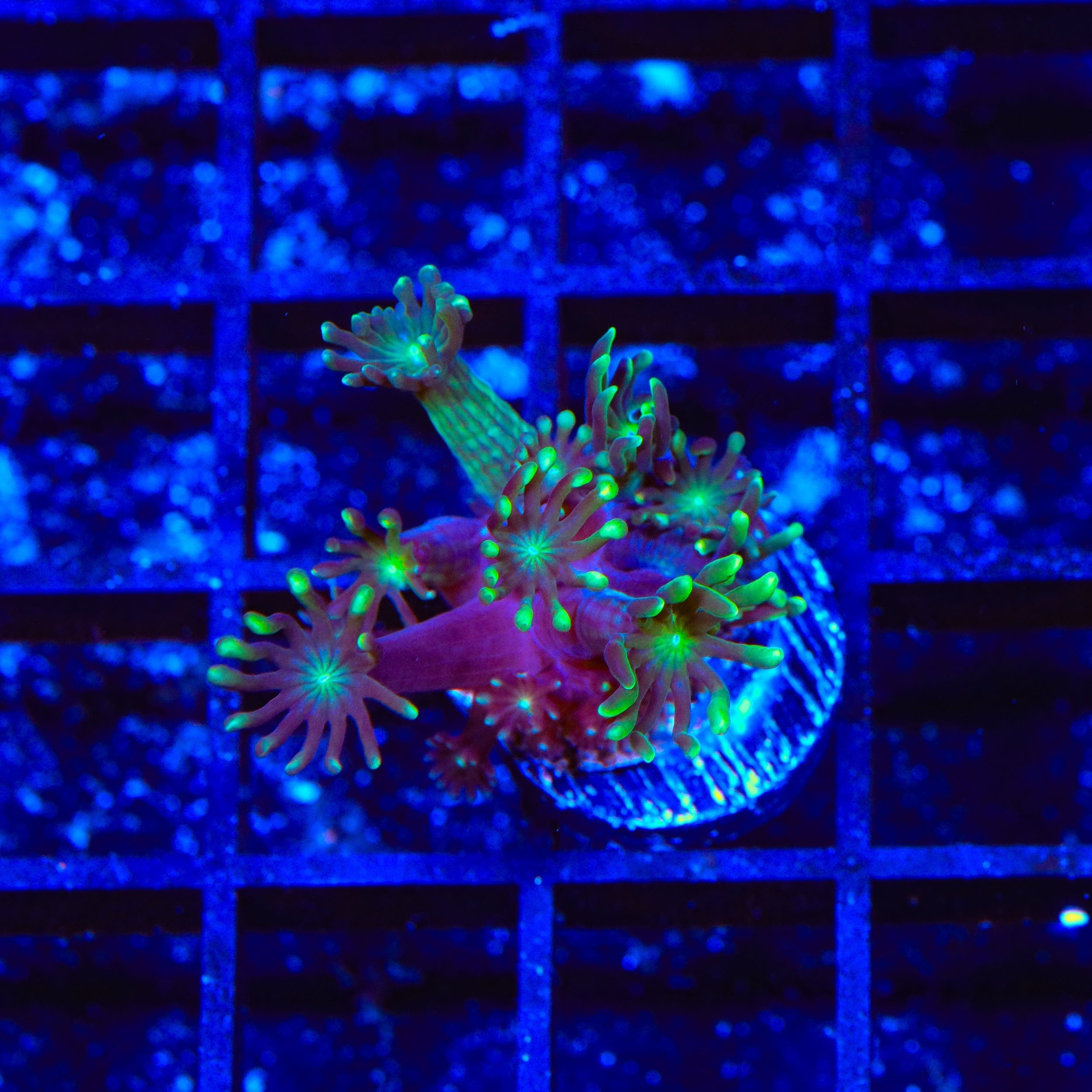 TSA Super Storm Alveopora Coral