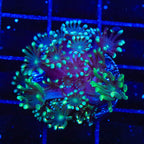 TSA Super Storm Alveopora Coral