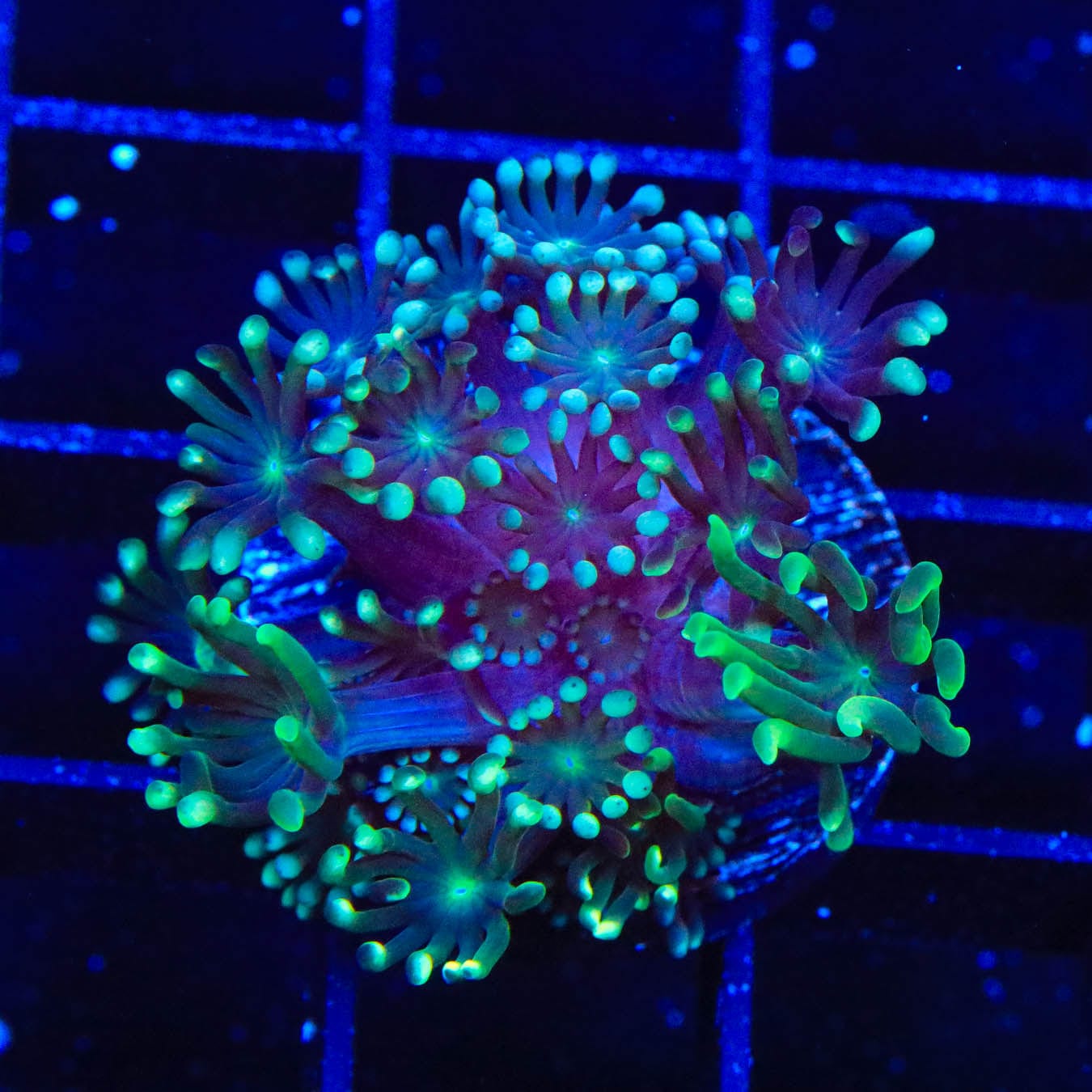 TSA Super Storm Alveopora Coral
