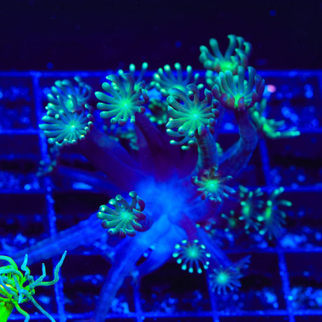 TSA Super Storm Alveopora Coral