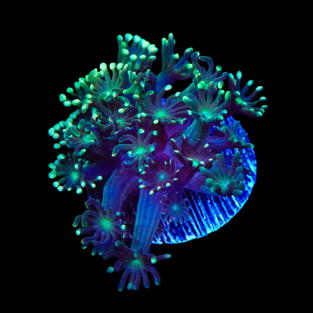 TSA Super Storm Alveopora Coral