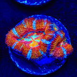 TSA Superbeast Acan Coral