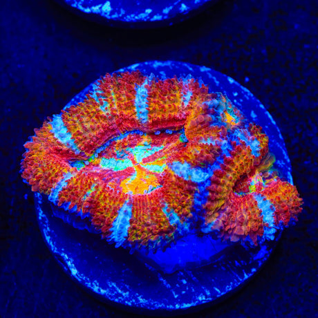 TSA Superbeast Acan Coral