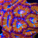 TSA Superbeast Acan Coral