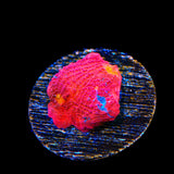 TSA Superman Chalice Coral