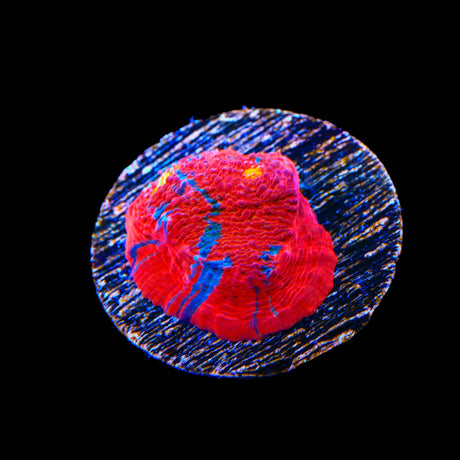 TSA Superman Chalice Coral