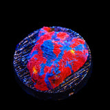 TSA Superman Chalice Coral