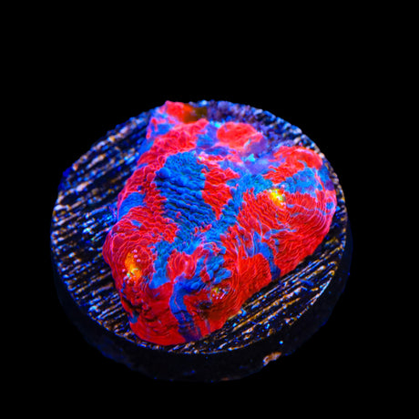 TSA Superman Chalice Coral