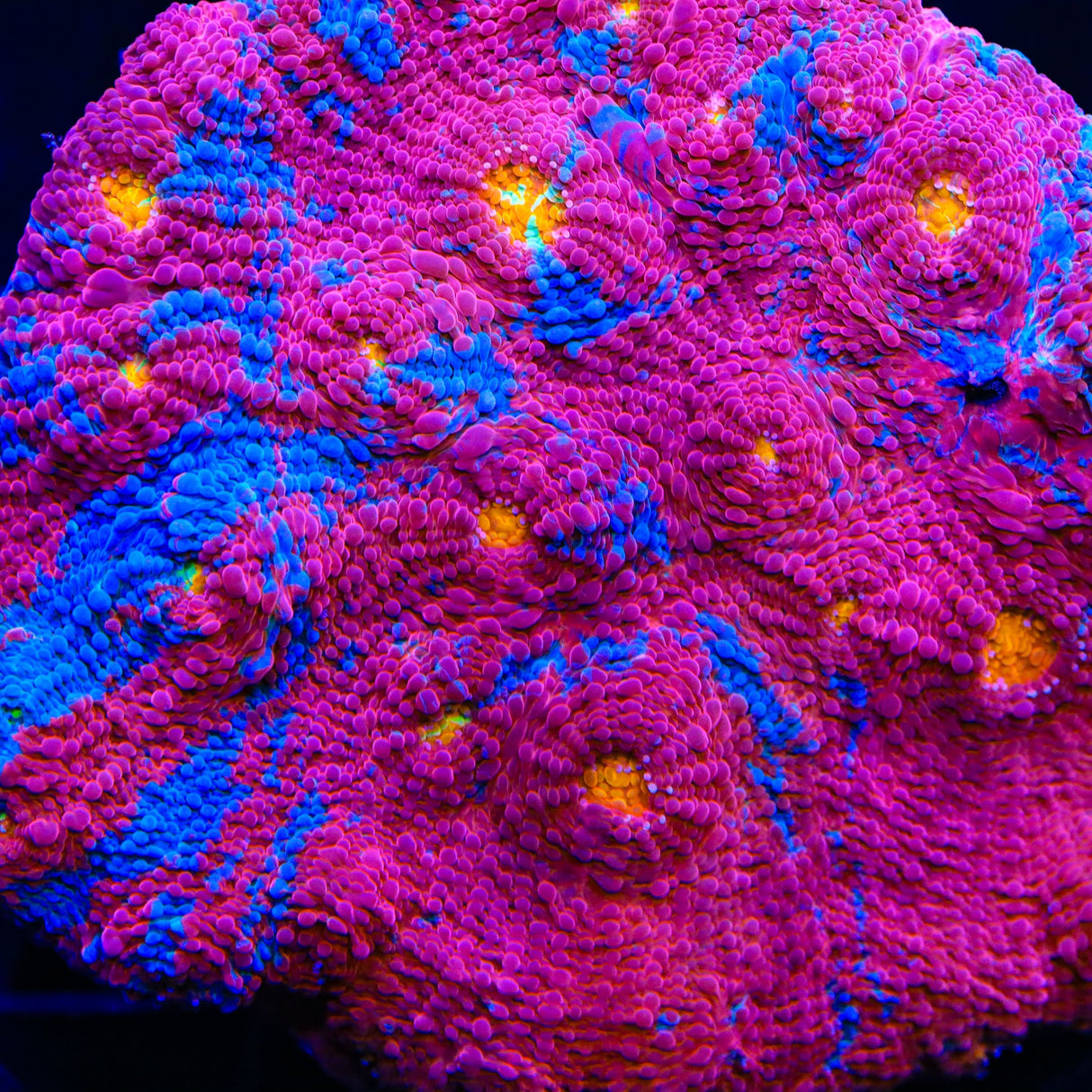 TSA Superman Chalice Coral