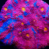 TSA Superman Chalice Coral