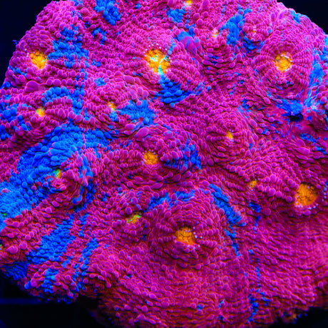 TSA Superman Chalice Coral