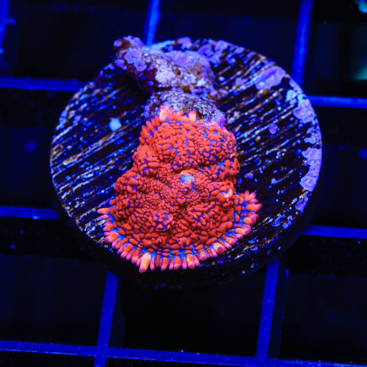TSA Superman Rhodactis Mushroom Coral