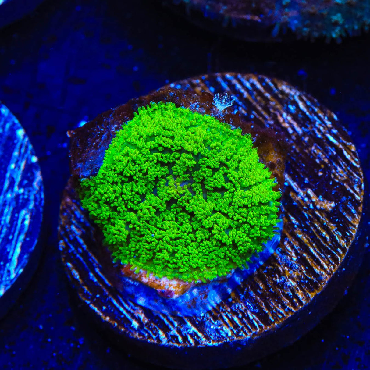 TSA Swamp Thing Mushroom Coral