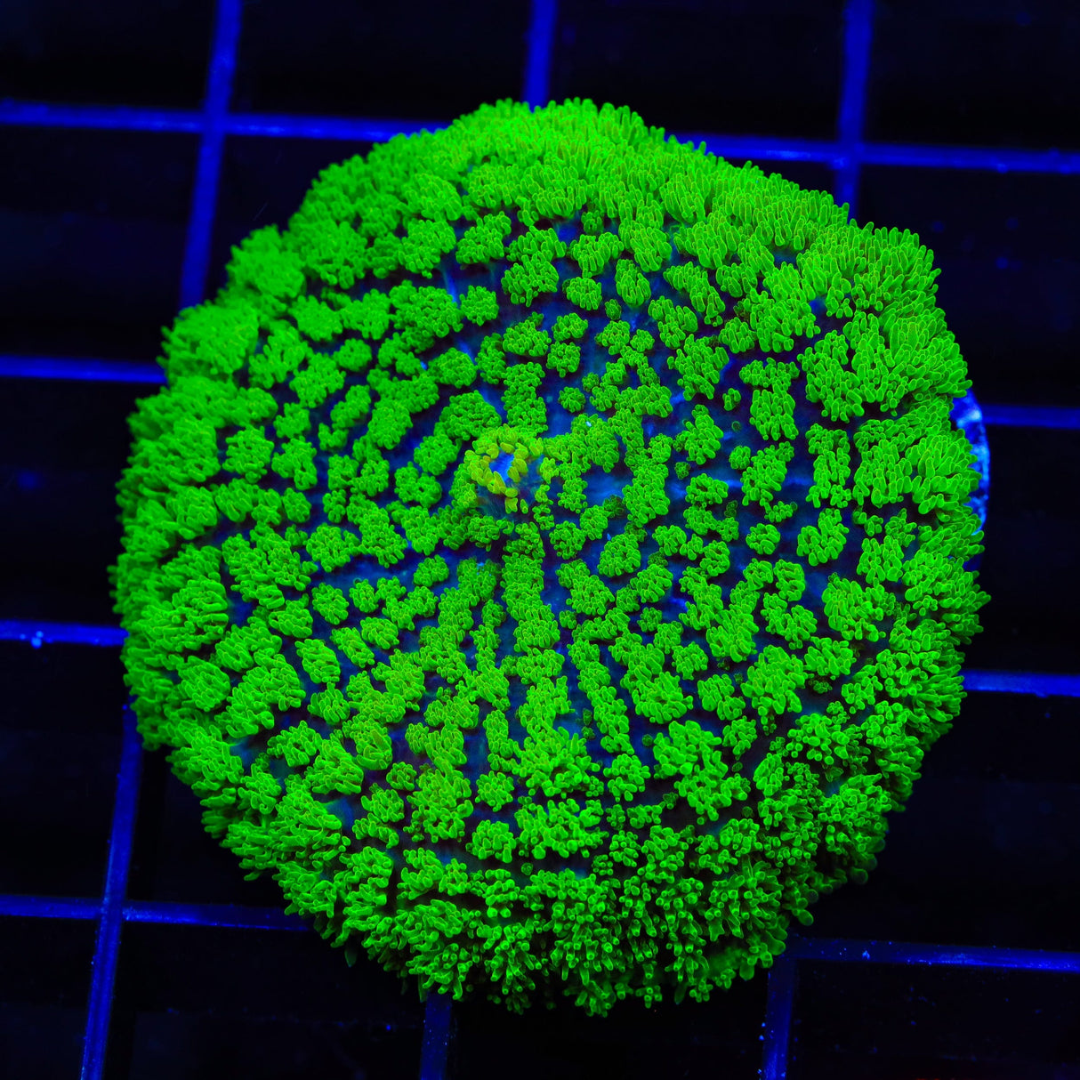 TSA Swamp Thing Mushroom Coral