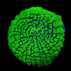 TSA Swamp Thing Mushroom Coral