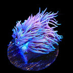 TSA Sweet Cake Goniopora Coral