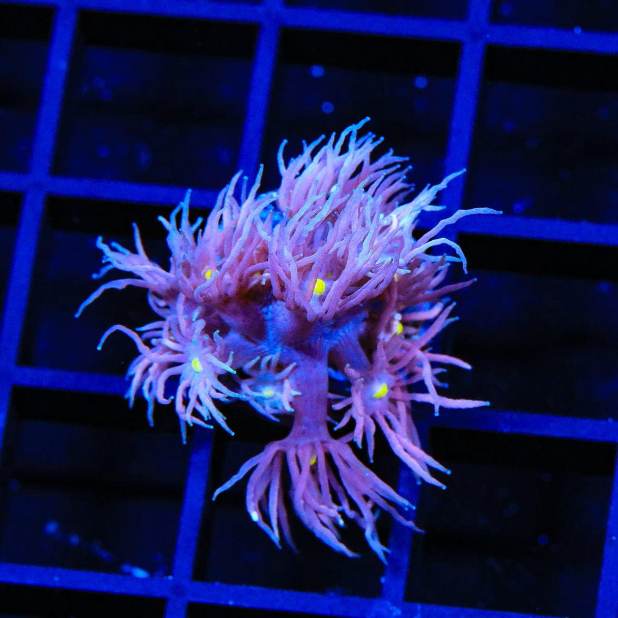 TSA Sweet Cake Goniopora Coral