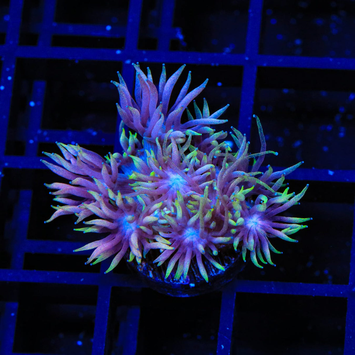 TSA Sweet Cake Goniopora Coral