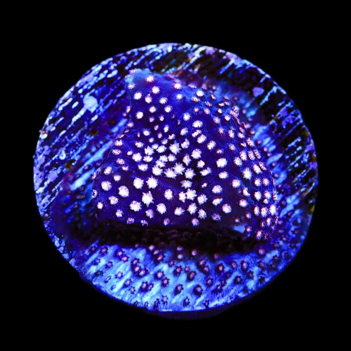 TSA Sweet Heart Stylocoeniella Coral