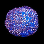 TSA Sweet Heart Stylocoeniella Coral