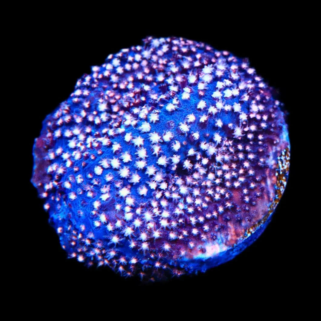 TSA Sweet Heart Stylocoeniella Coral