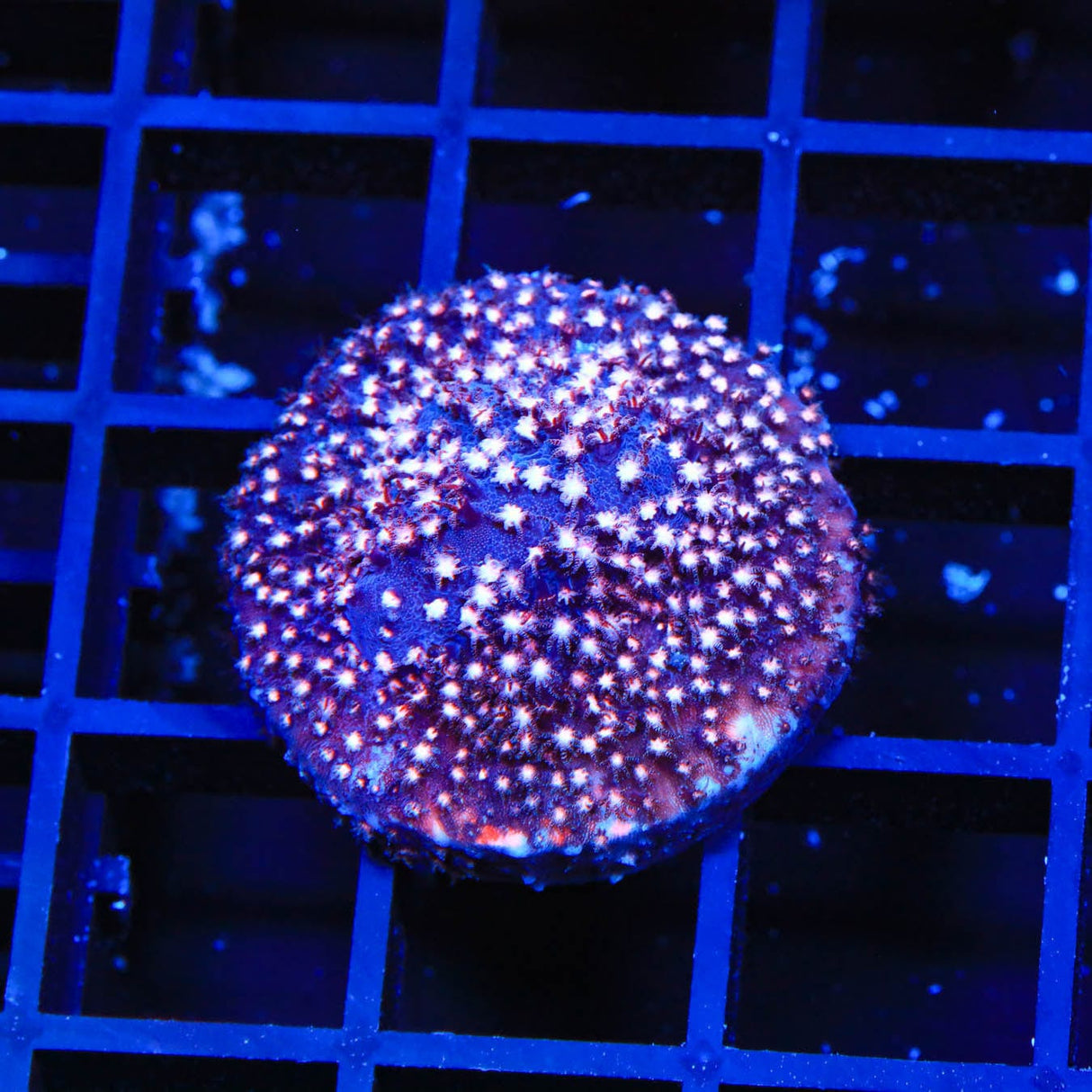 TSA Sweet Heart Stylocoeniella Coral