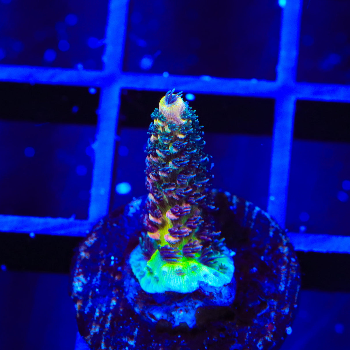 TSA Sweet Heat Acropora Coral