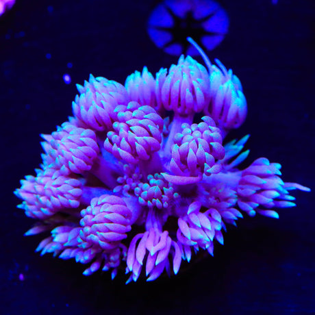 TSA Sweet Love Goniopora Coral