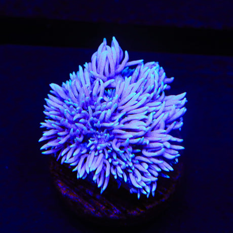 TSA Sweet Love Goniopora Coral