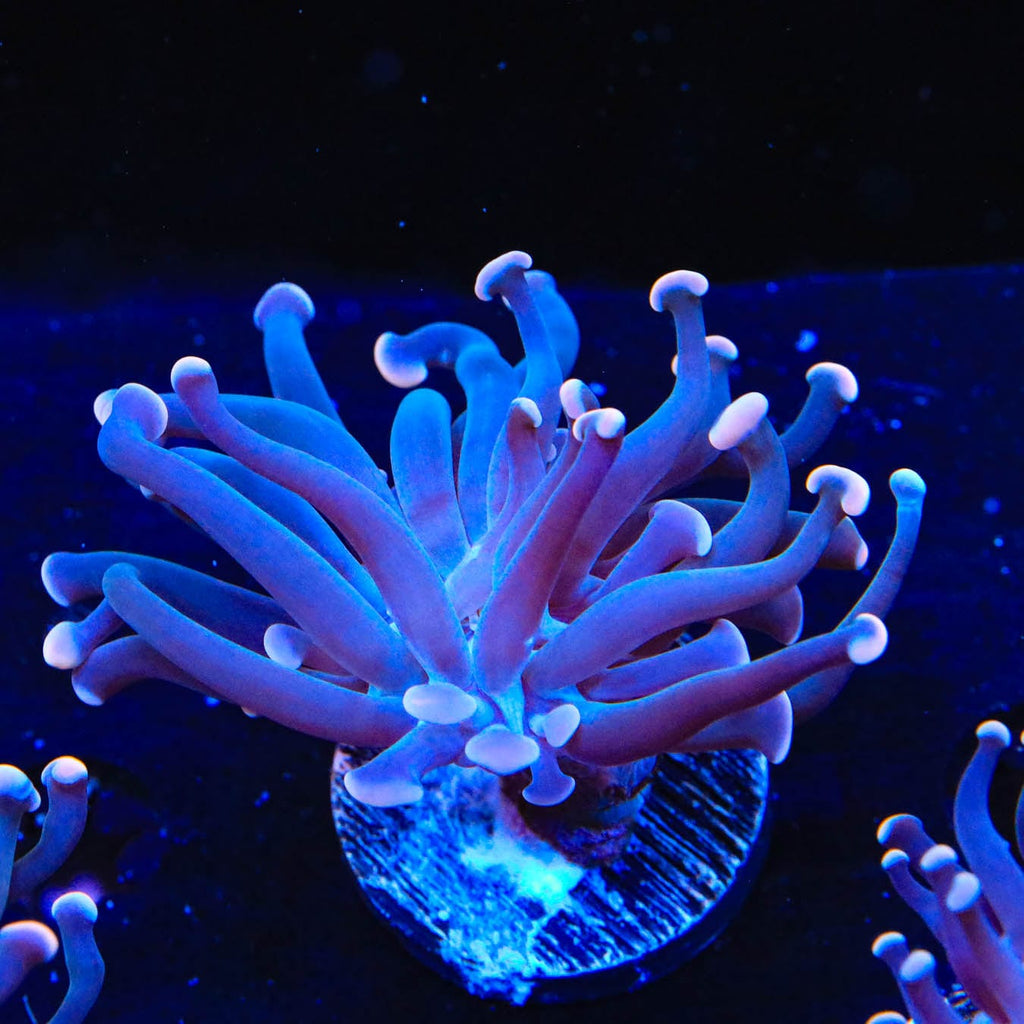 TSA Sweet Treat Hammer Coral