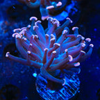 TSA Sweet Treat Hammer Coral