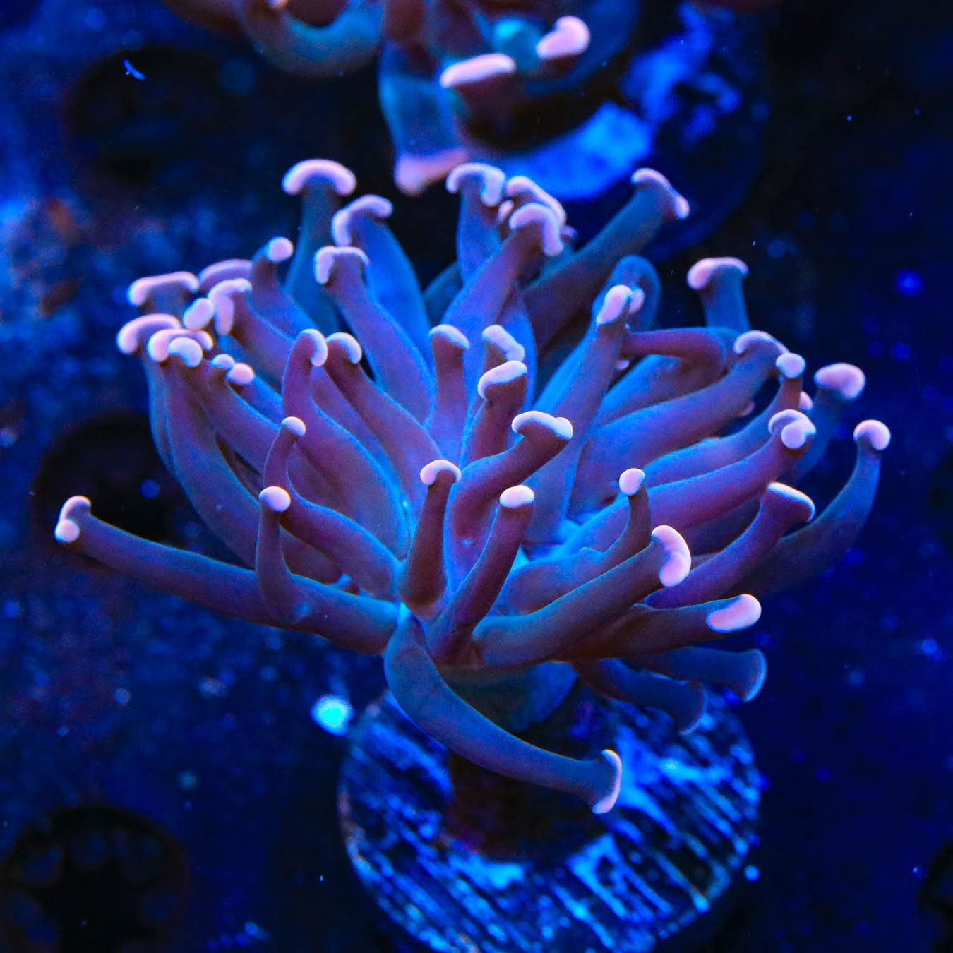 TSA Sweet Treat Hammer Coral