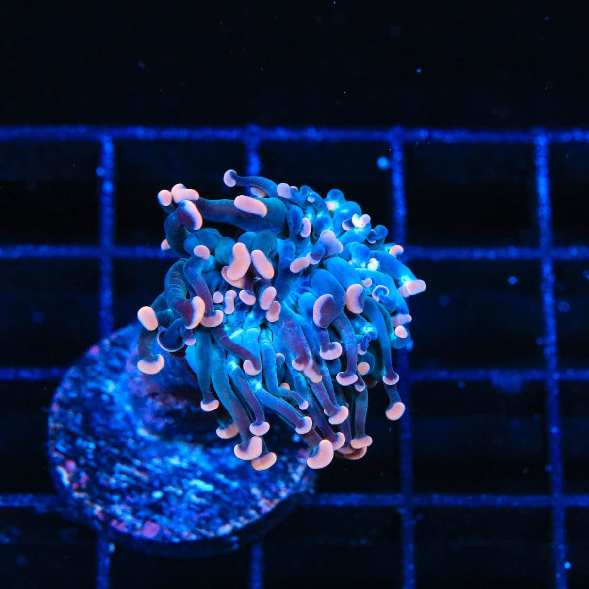 TSA Sweet Treat Hammer Coral