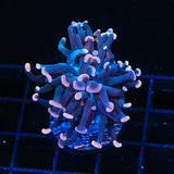 TSA Sweet Treat Hammer Coral