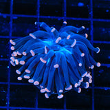 TSA Sweet Treat Hammer Coral