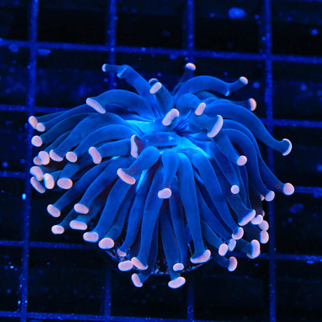 TSA Sweet Treat Hammer Coral