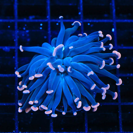 TSA Sweet Treat Hammer Coral