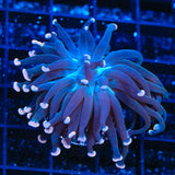 TSA Sweet Treat Hammer Coral