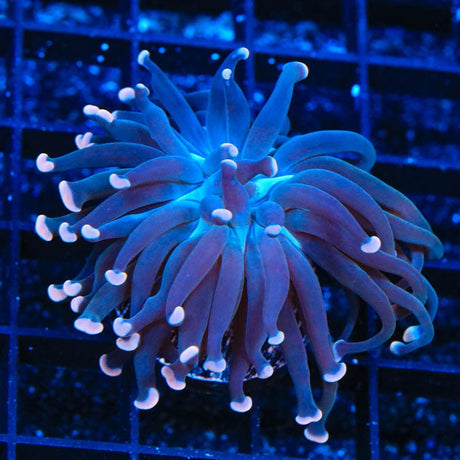 TSA Sweet Treat Hammer Coral