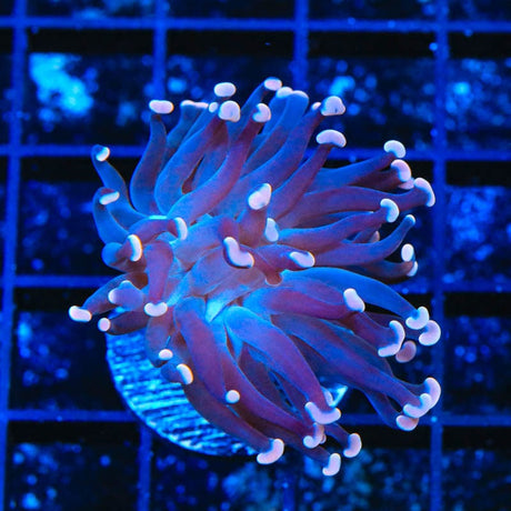 TSA Sweet Treat Hammer Coral