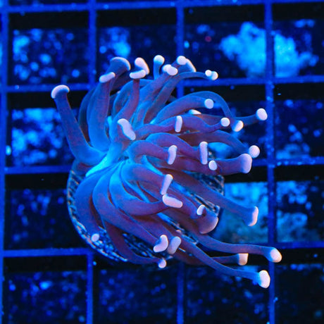 TSA Sweet Treat Hammer Coral